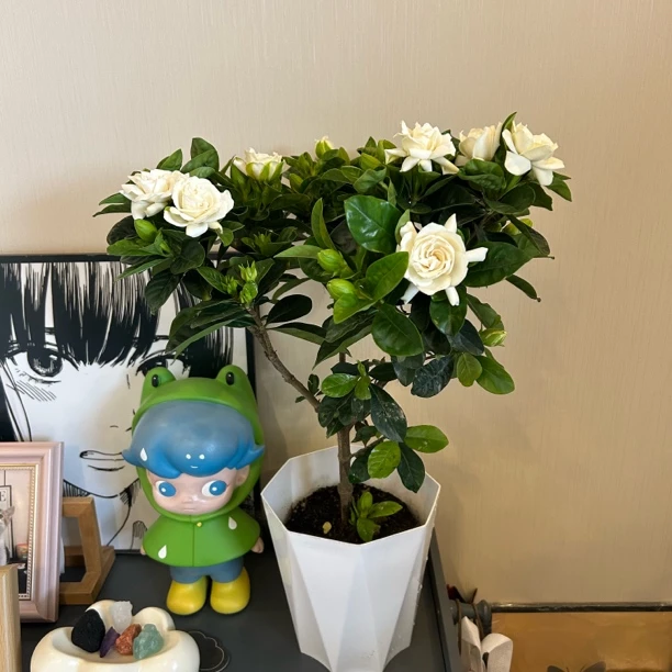 【大叶独杆宝塔栀子花】重瓣浓香型室内外绿植盆栽两季开花基地直发