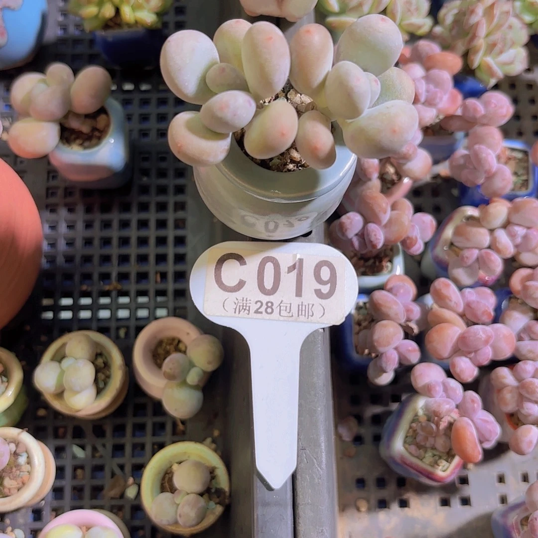 C019蛋黄奶一物一拍