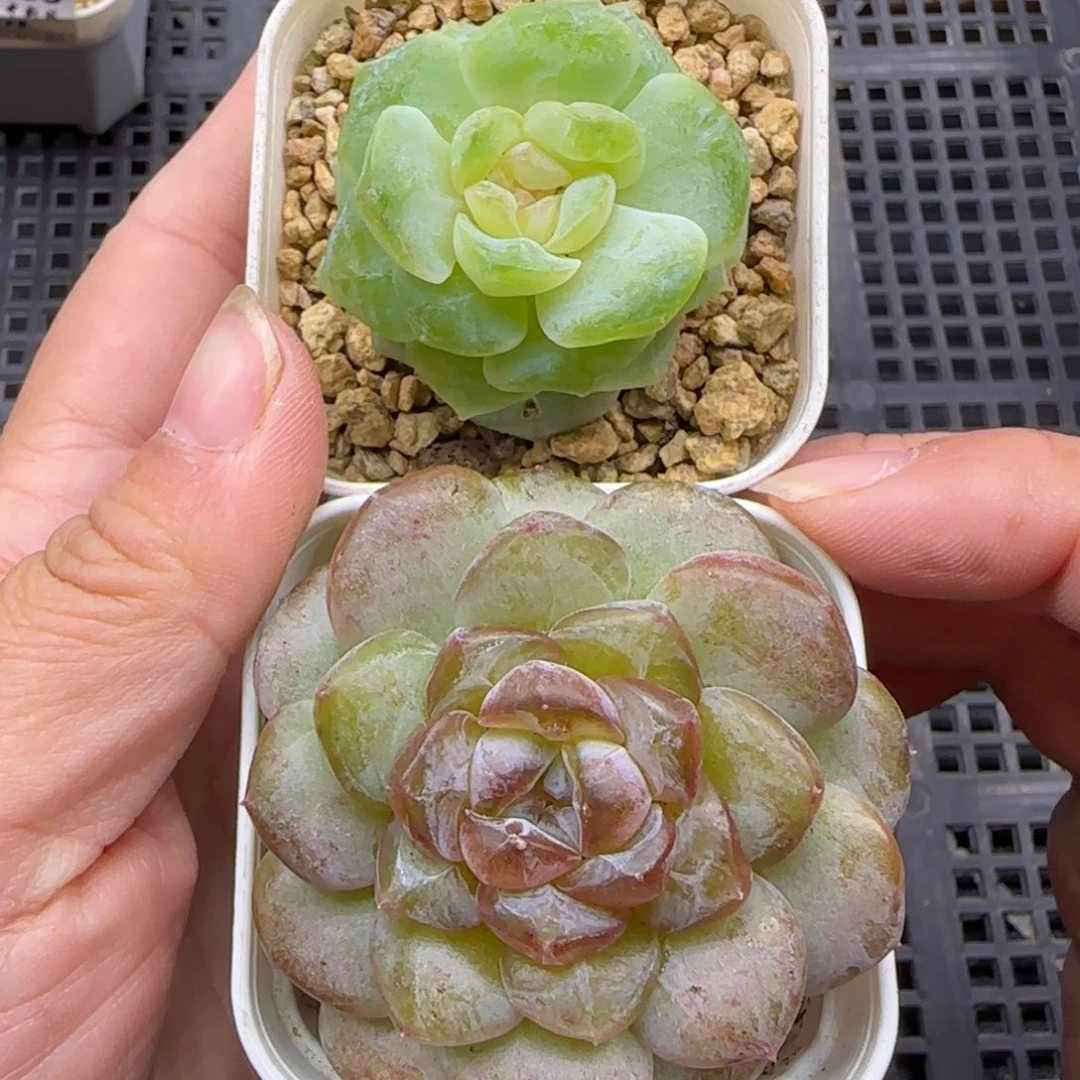 【满19.9包邮非偏远】041两颗