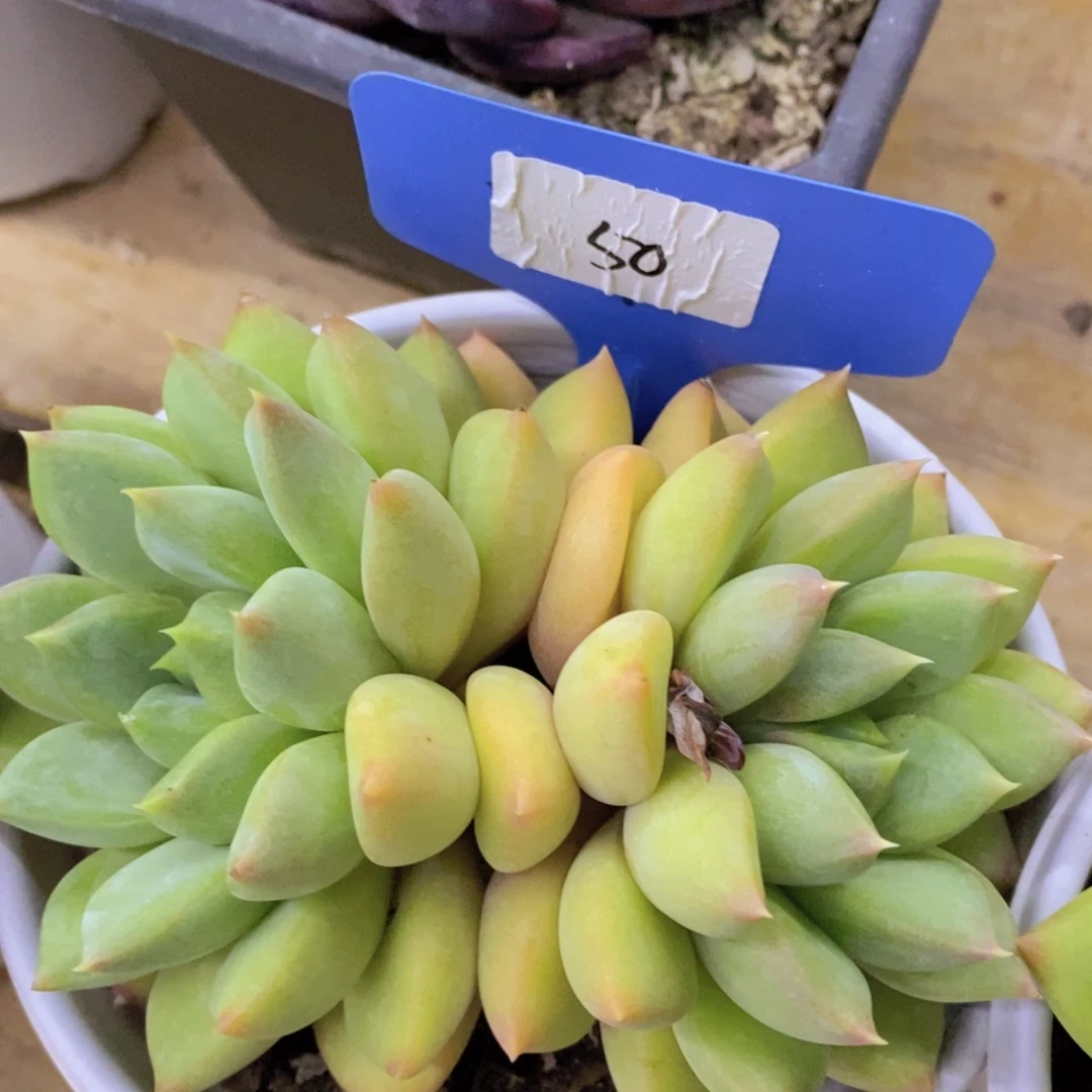 狂欢节快乐，第一场，一单就包邮