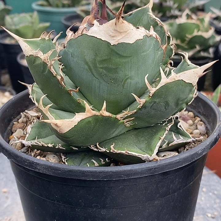 可立白灯养潮流植物