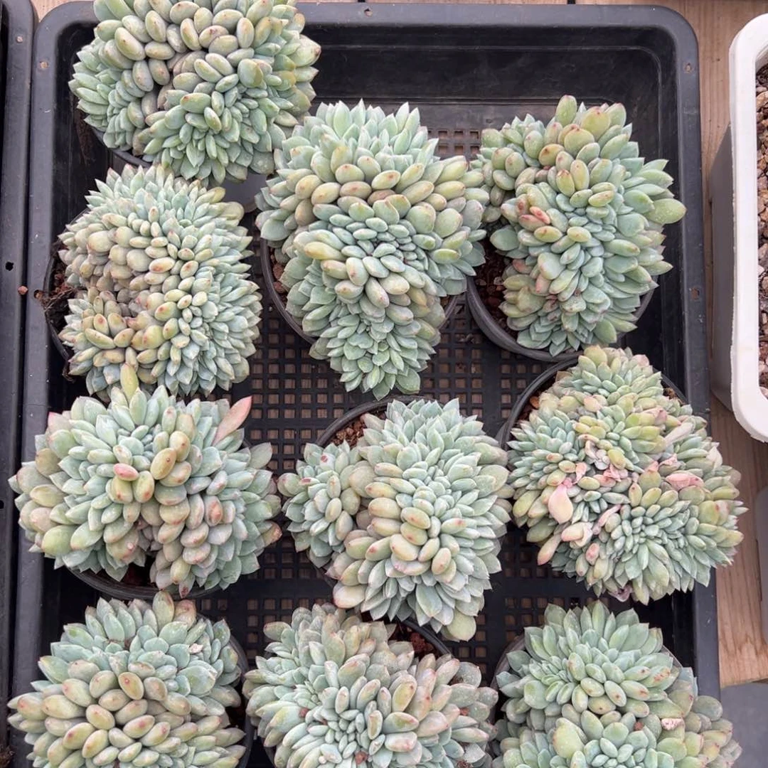 新年快乐 新年快乐