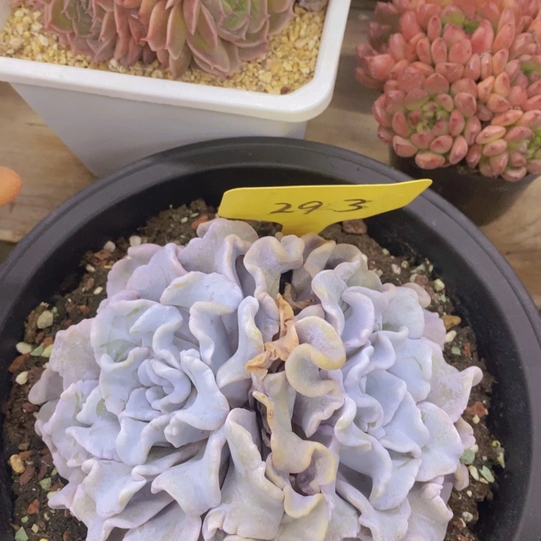 开心多肉，一物一拍，一单包邮，满5给1