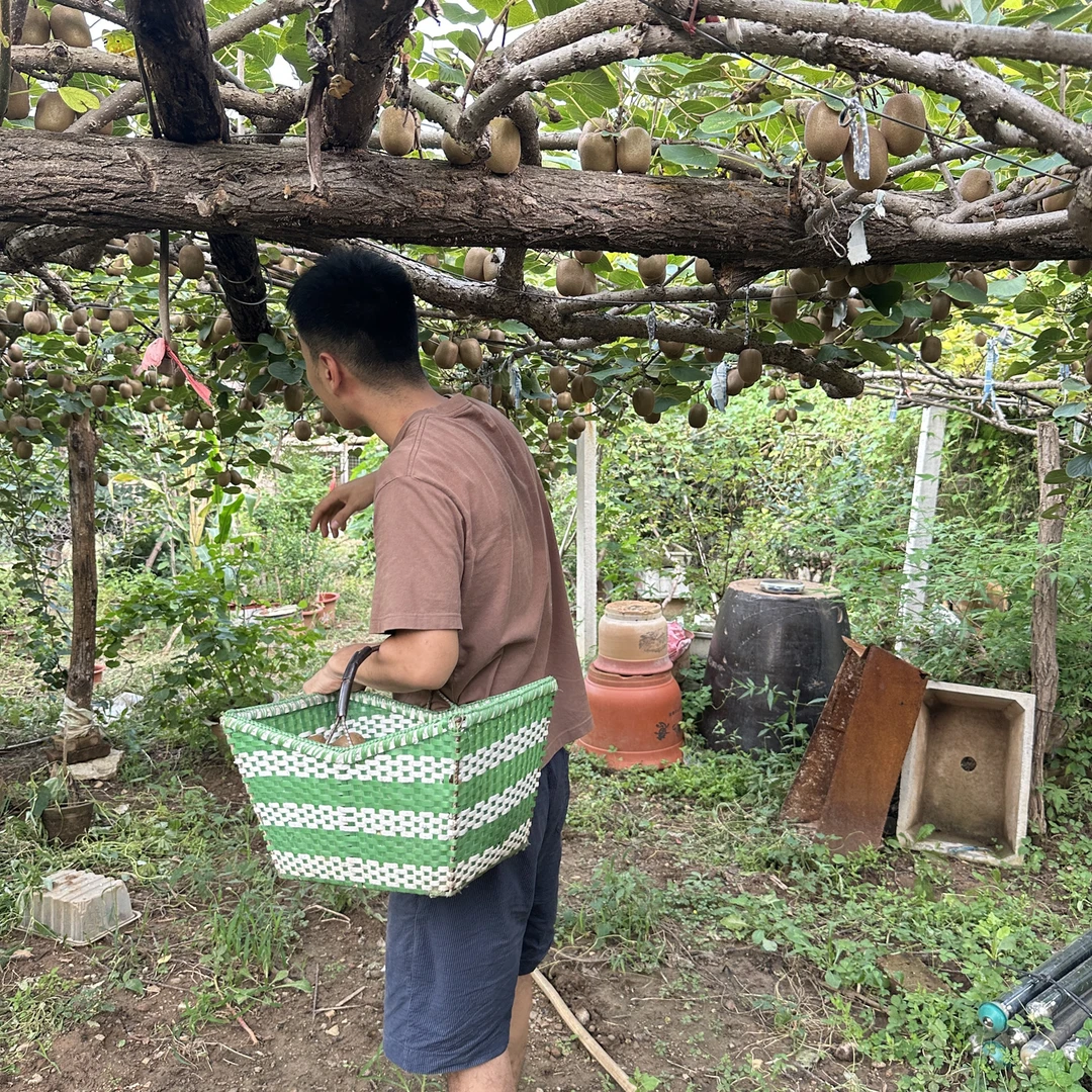 淄博博山碧玉猕猴桃小果