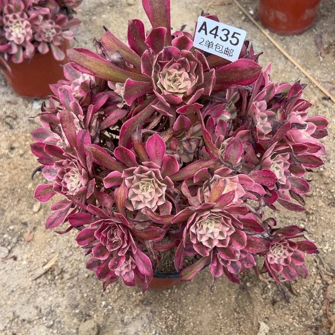 435多肉   铜壶超白