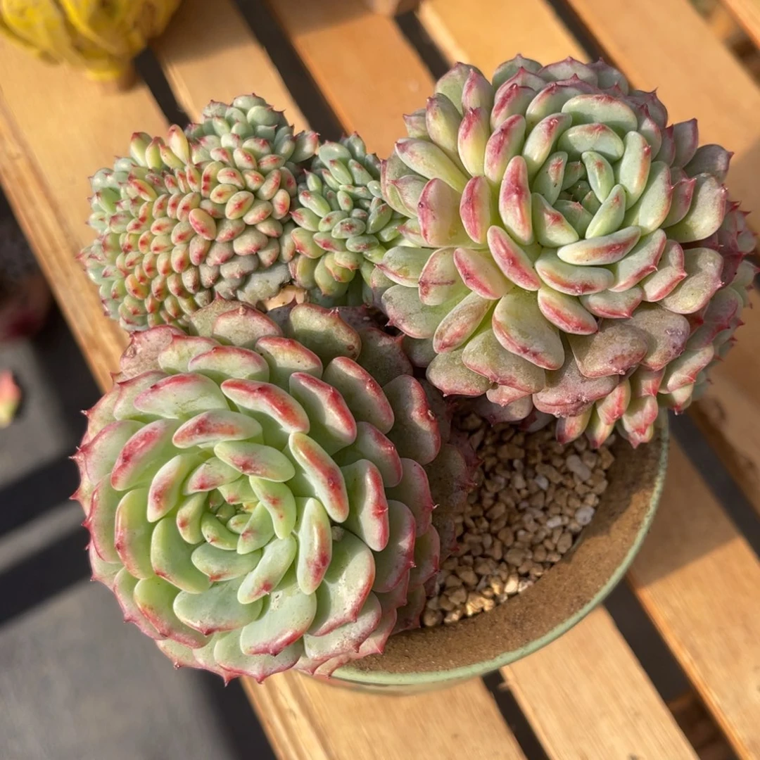 ღ****3773833838383883