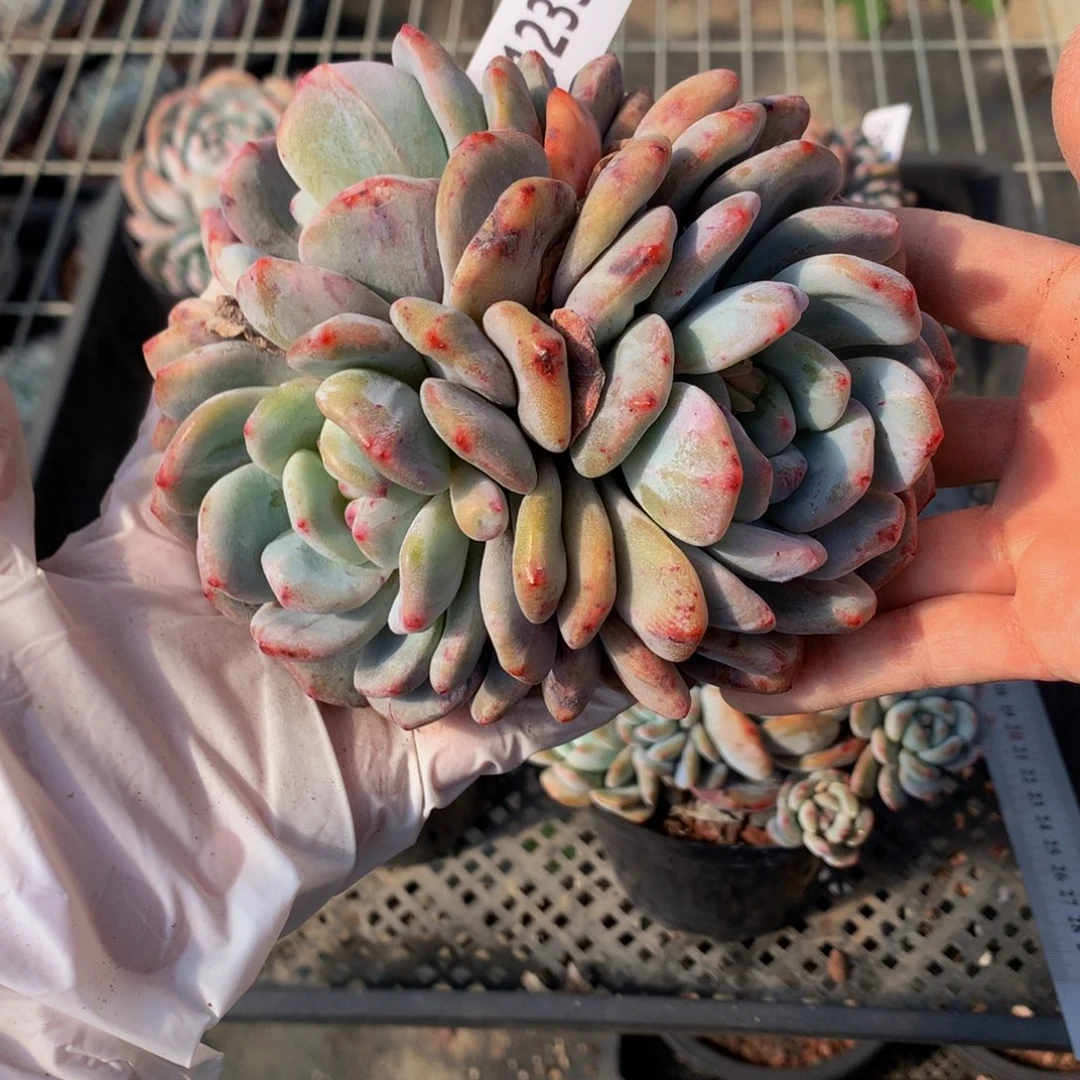 21233石化一个嗯嗯