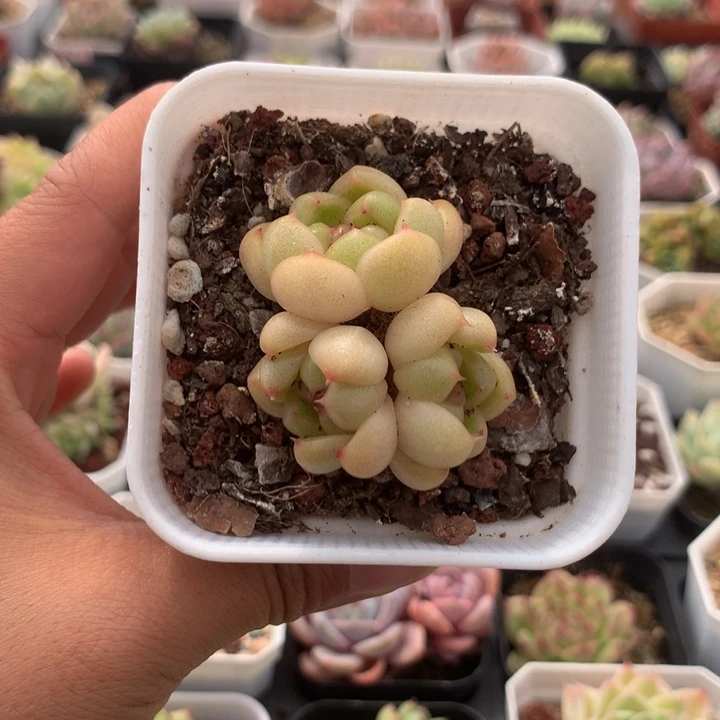精控皮埃拉三头满28元包邮
