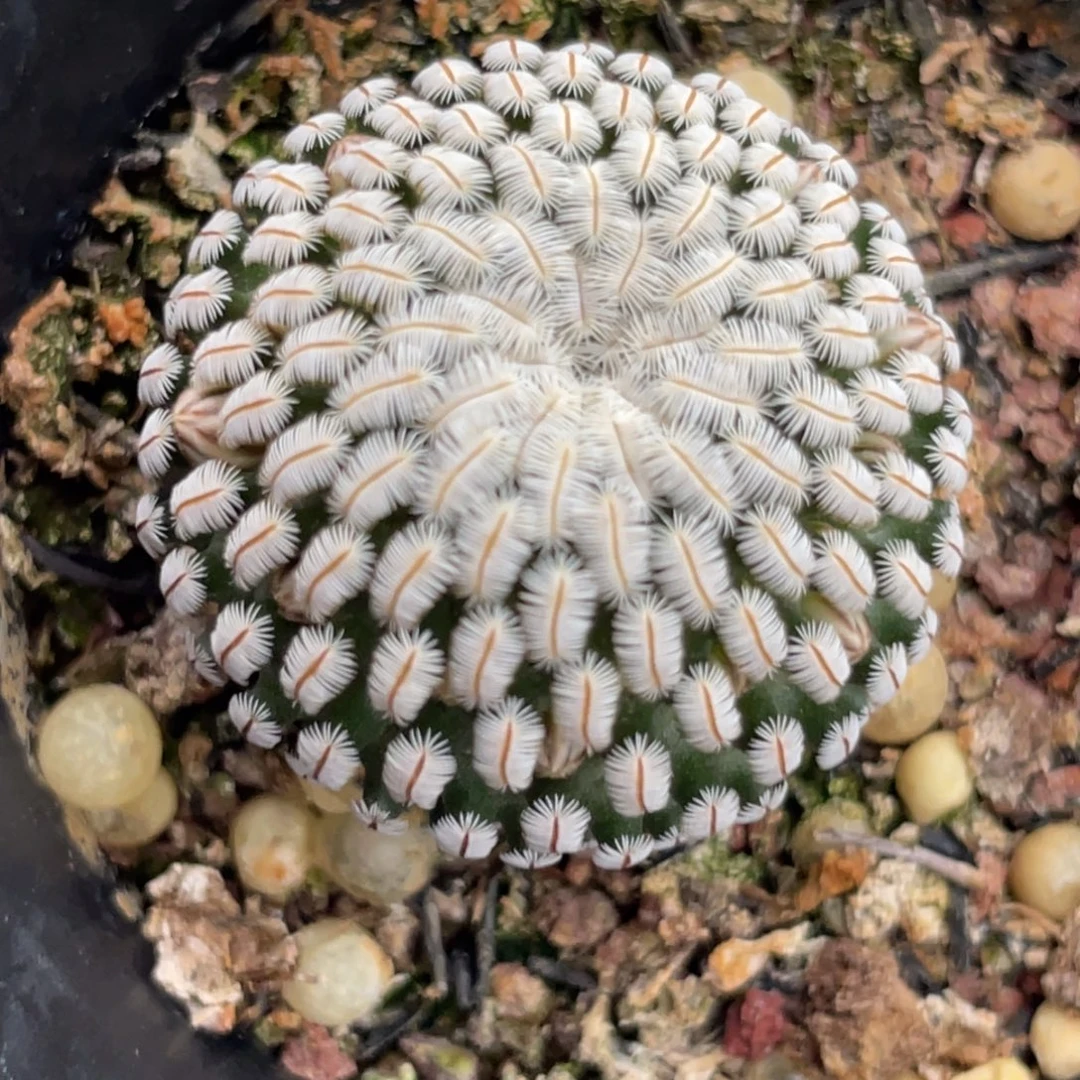 白斜子一物一拍2.9