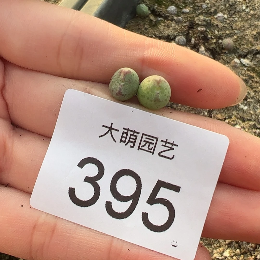 0000395量拍红线元宝2颗尺寸不大