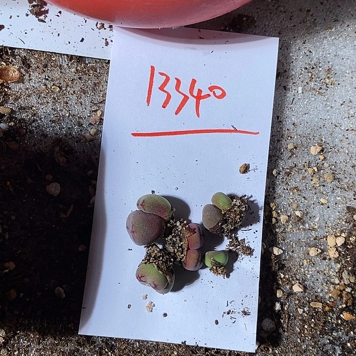 福***斧13340。 bo一组。