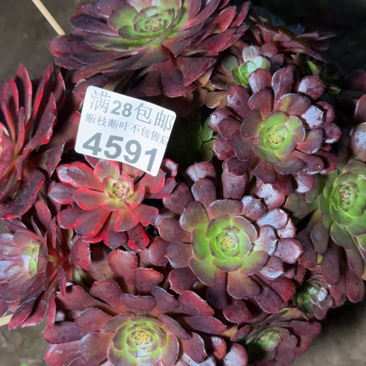 4591法师阴阳多肉植物