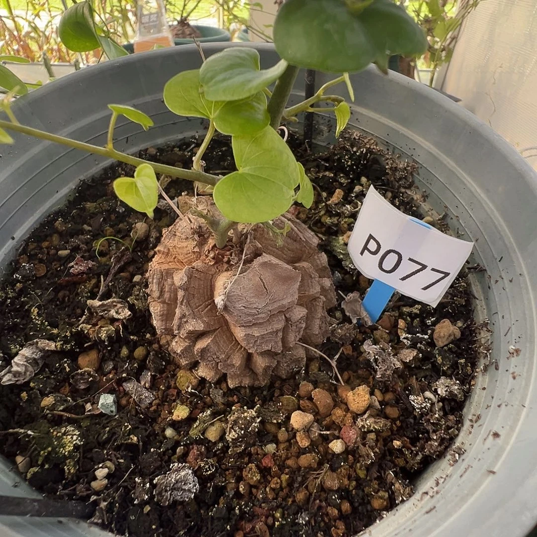 多肉植物专拍 一物一拍 南非龟甲龙077