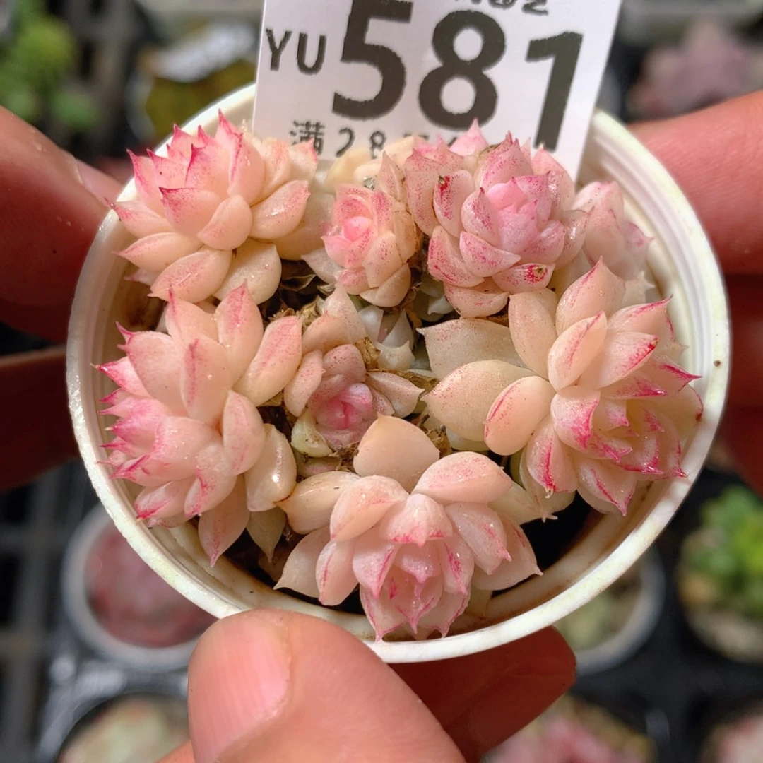 5CM拇指盆精控多肉YU581