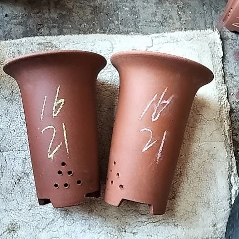小红兰花两个微瑕