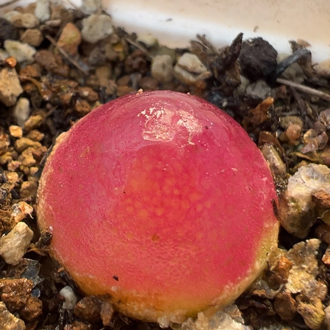 36多肉植物百科知识