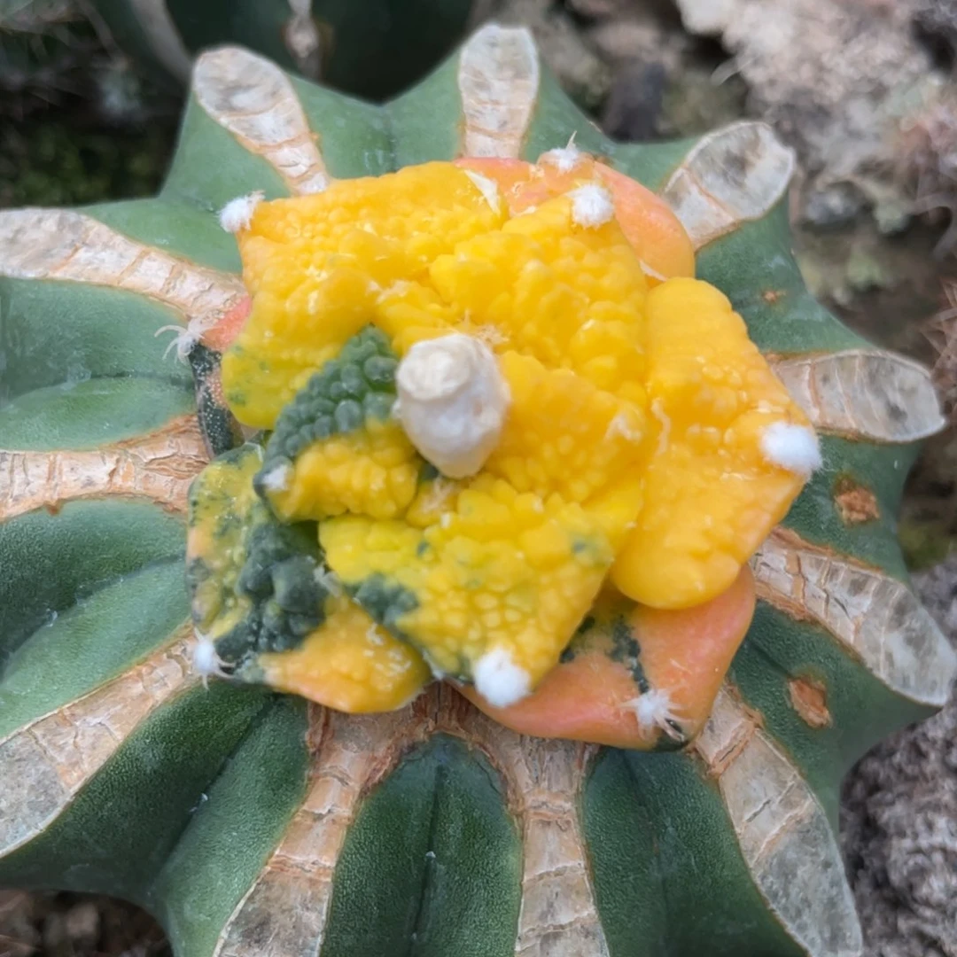 仙人球开花512仙人球