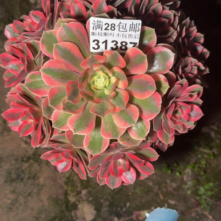 31387女妖多肉植物