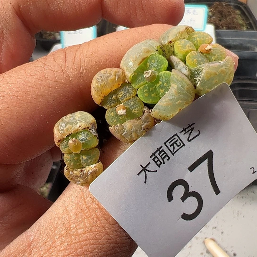 000037 一物一拍……