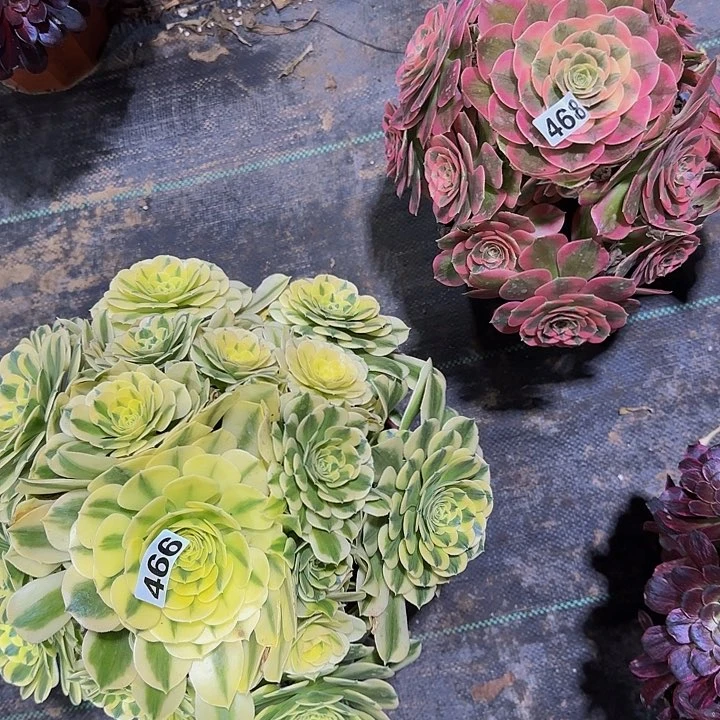 小****录466.468绿豆沙加粉女郎