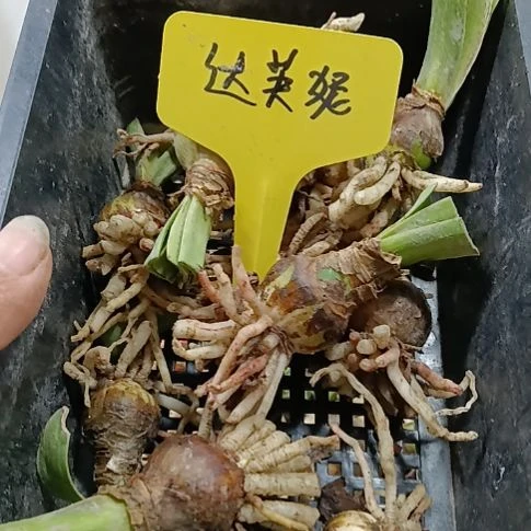 无花朵达芙妮2+发一个