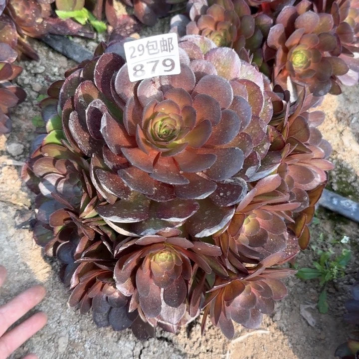 黑魔……多肉植物……