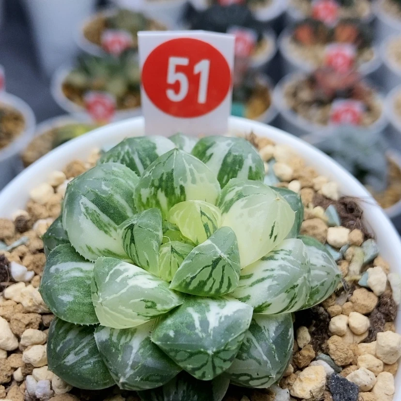 【闪购商品】51玛琳锦