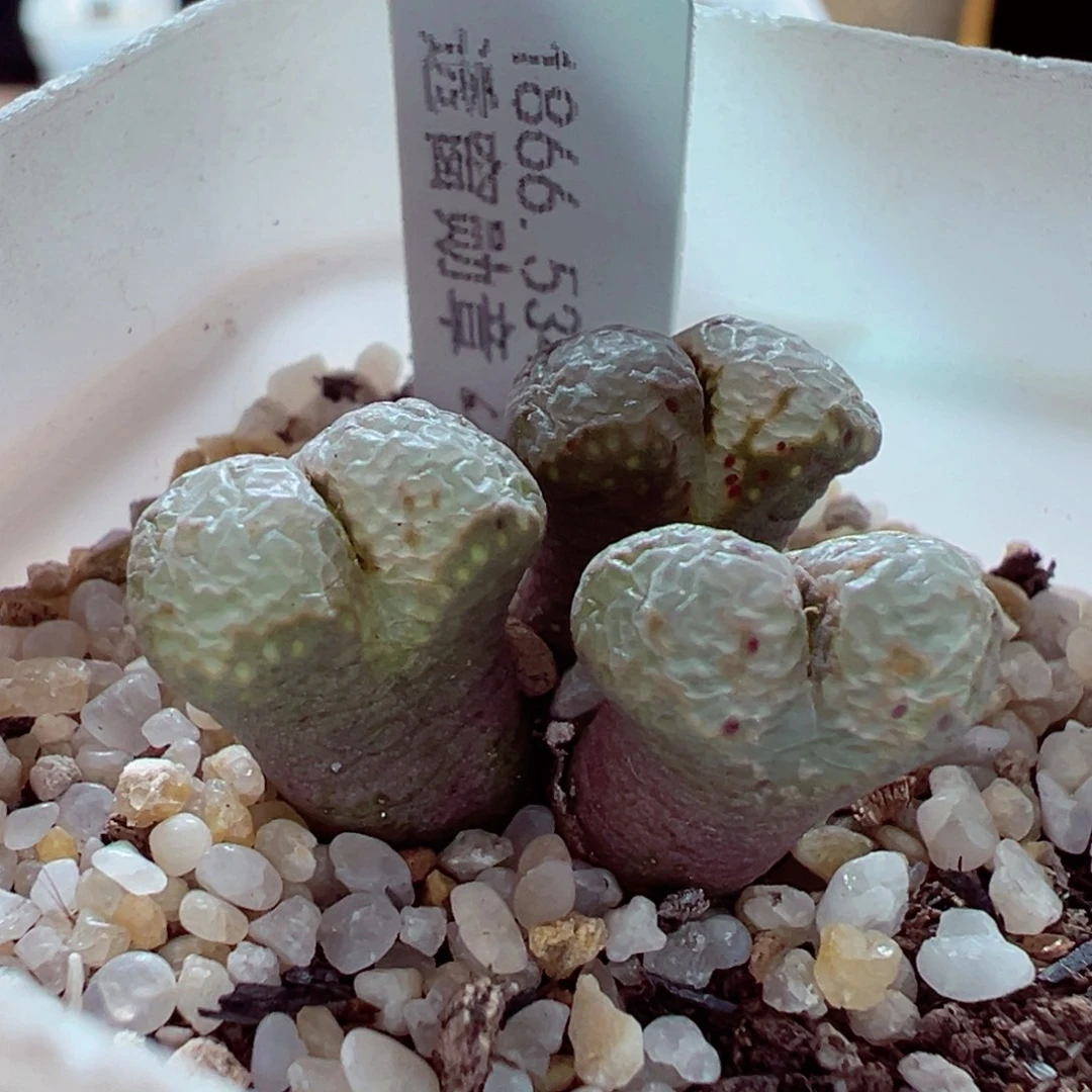 1214-122多肉多日534勋章