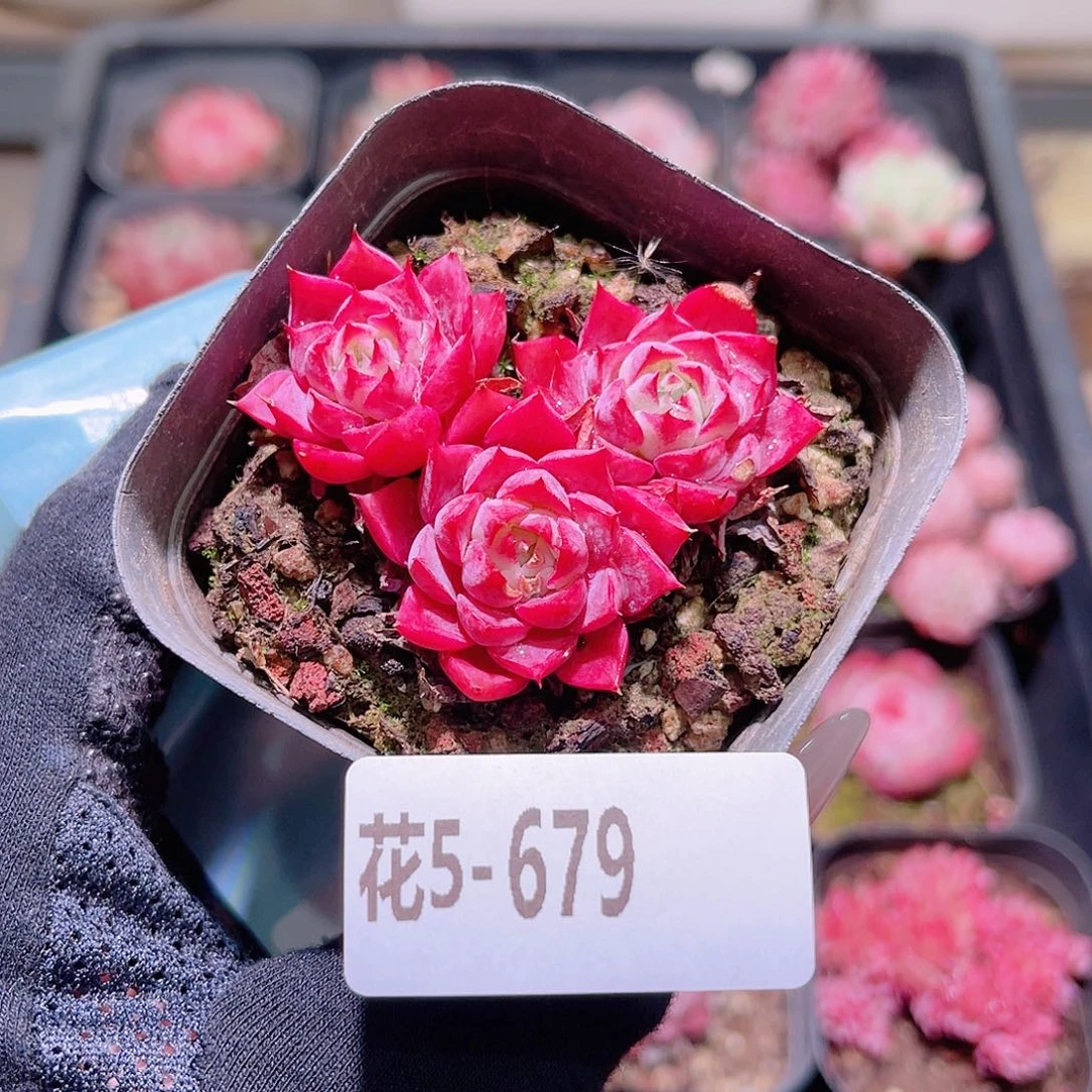 花利美5-679新品