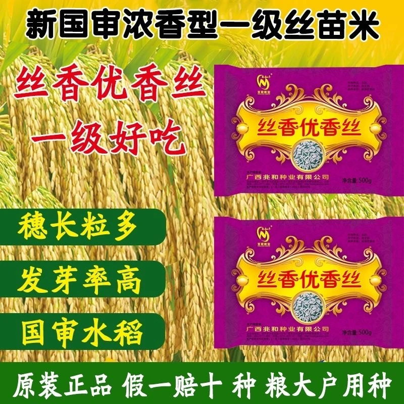 国审丝香优香丝高产杂交水稻种子香稻高产稻谷种饭香高产稳产