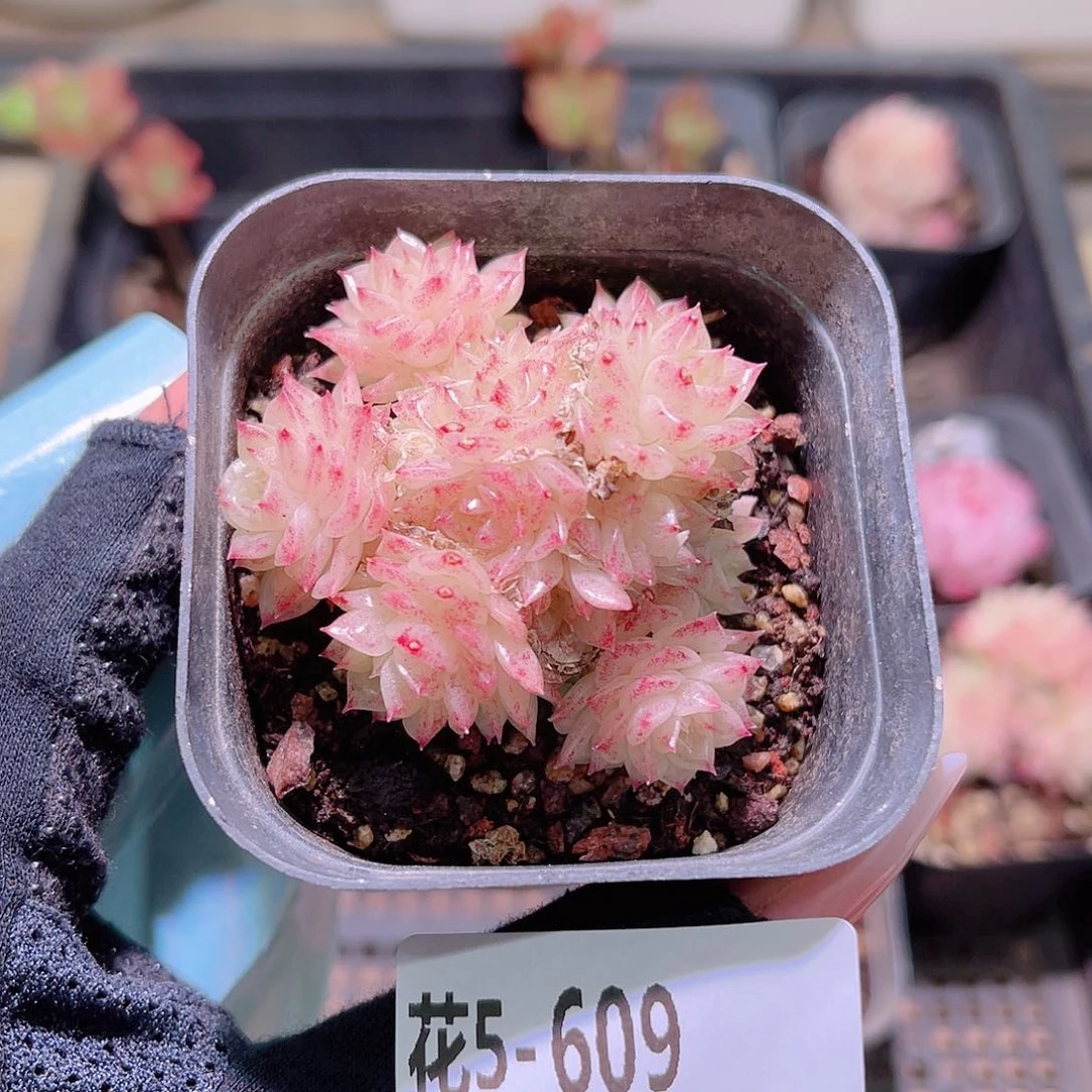 花利美5-609麦秆