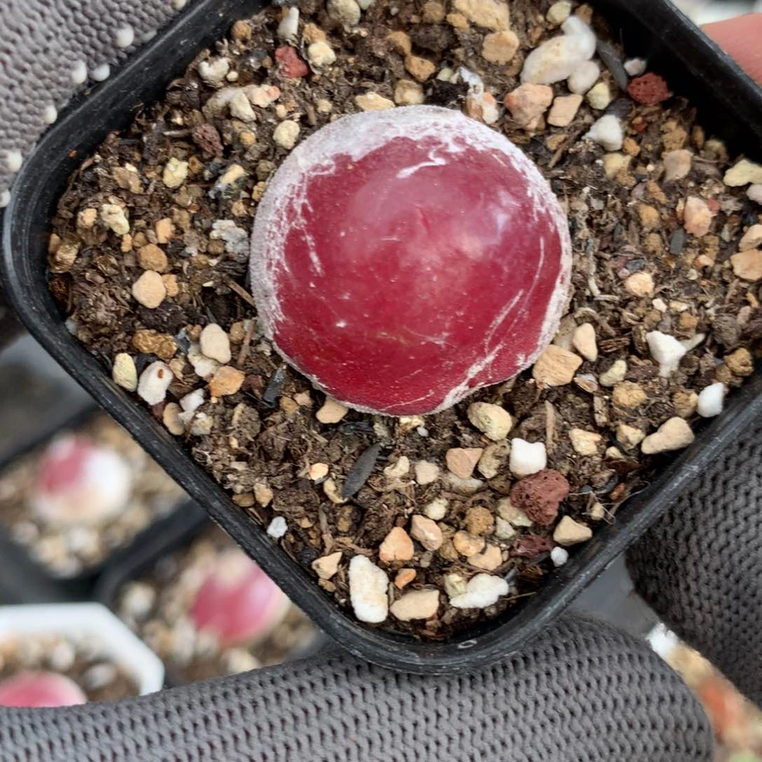 628灯泡母本一颗