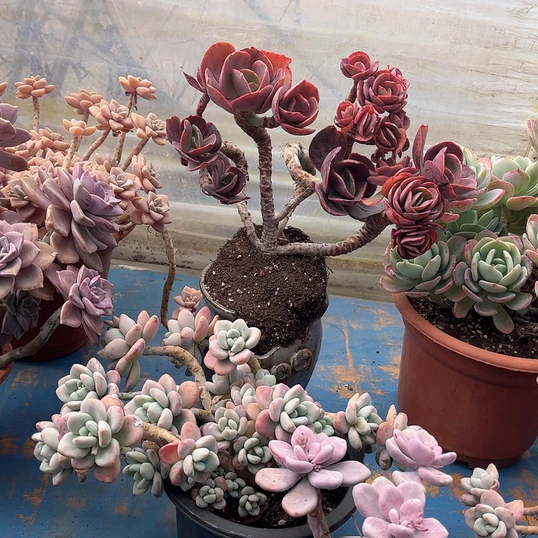 敏****言秀妍玫瑰多肉9