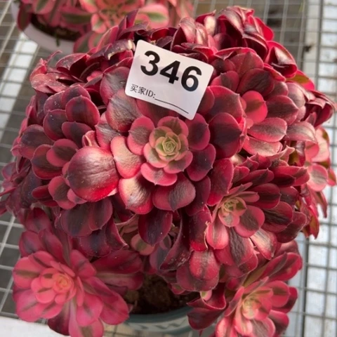 346美杜莎20厘米左右有断枝