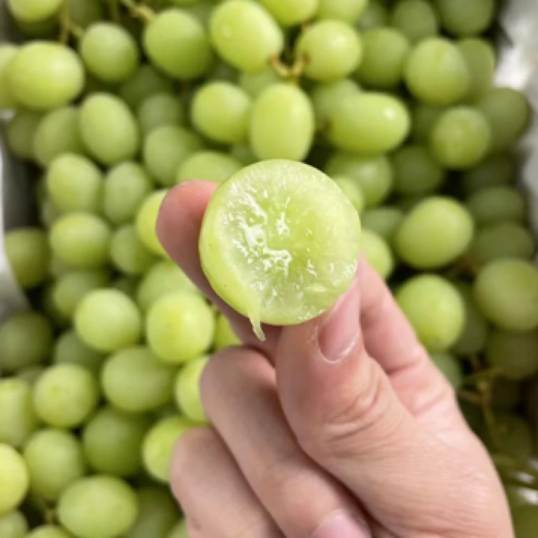 【新春福利】甜地球青提（1斤）