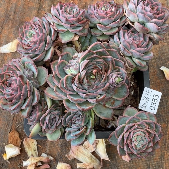 倾***8精品多肉植物0383不售后