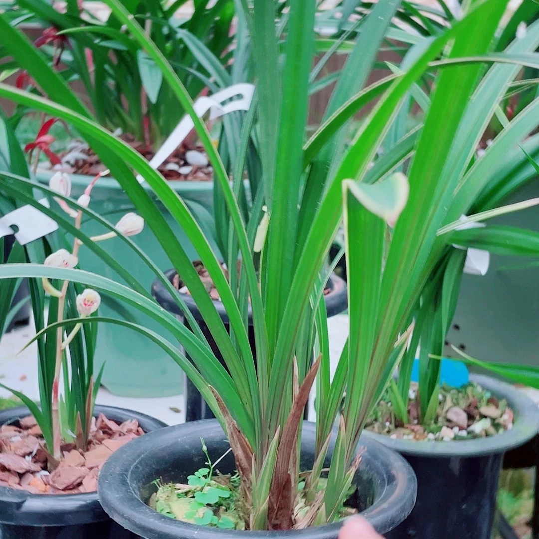 用***2完全开放一物一漂亮开花