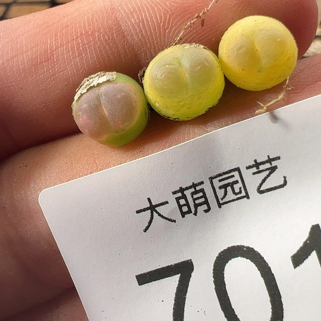 一物一拍默认微瑕。  701