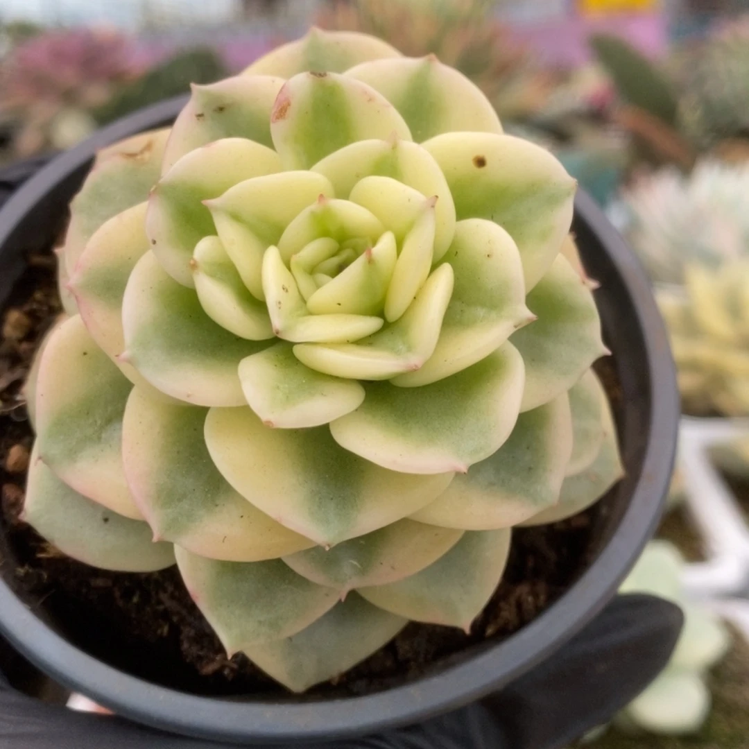 049蜡牡丹锦锦锦锦锦