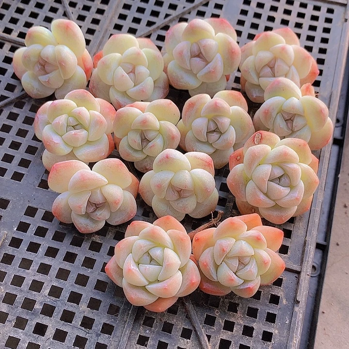 一物一拍，福利精控短圆肥小单头冰玉13颗