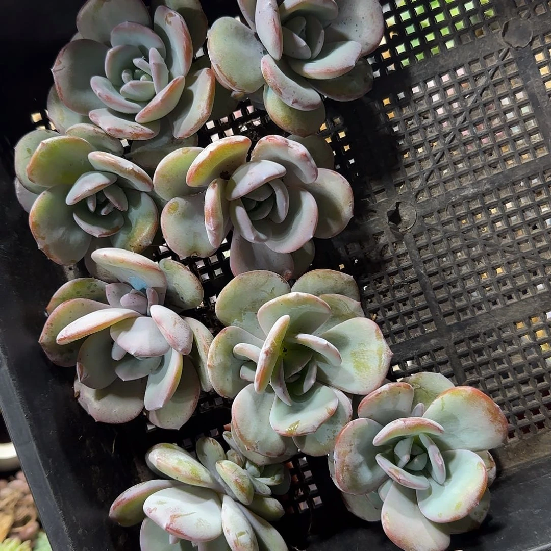 8颗单头韩版奶茶一物一拍