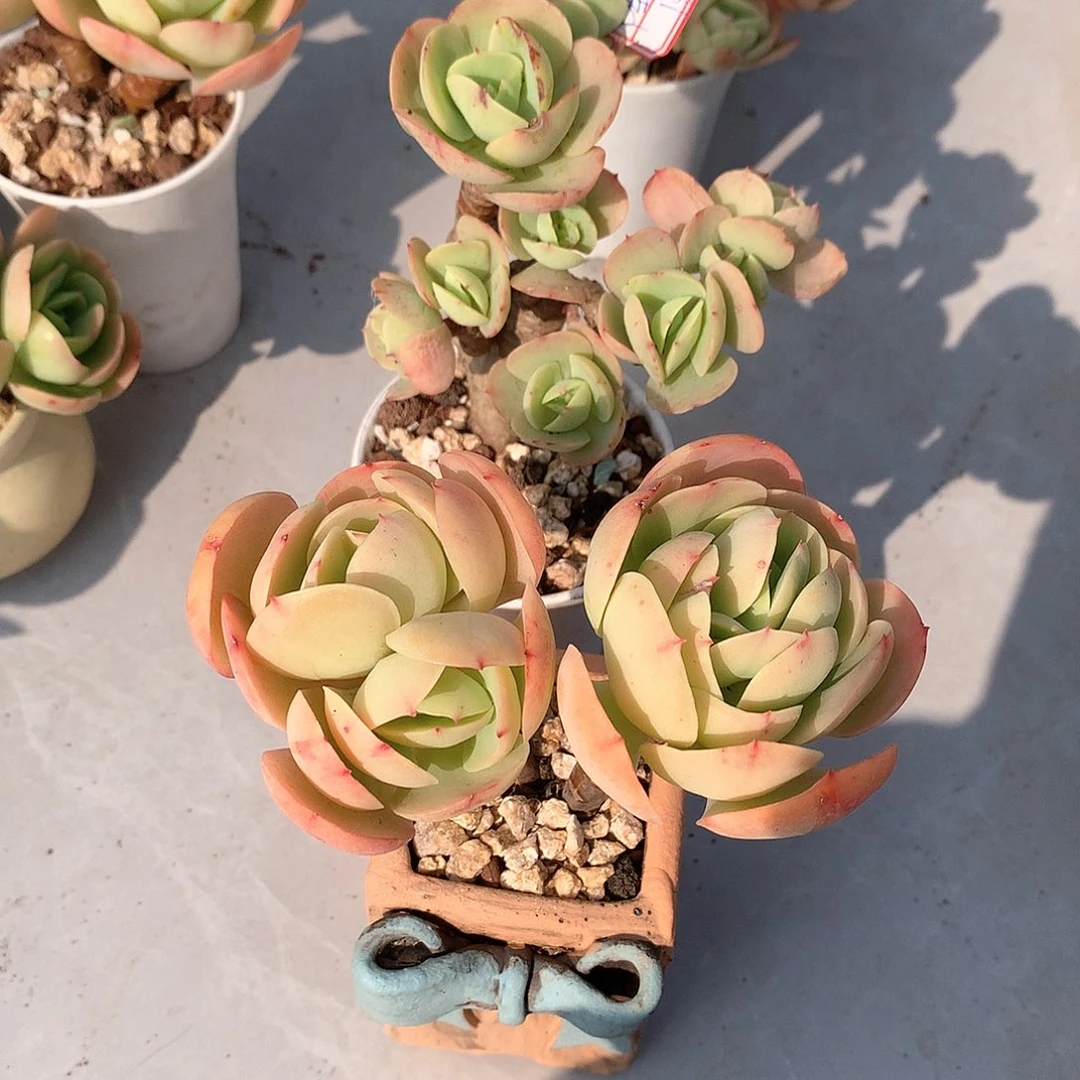 鸡蛋碧桃多肉两颗