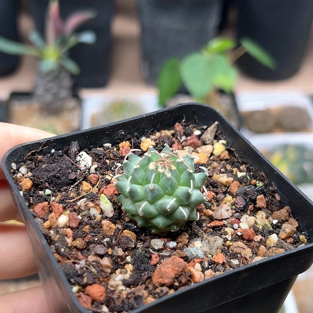 无花朵迪克斯娇丽实生球
