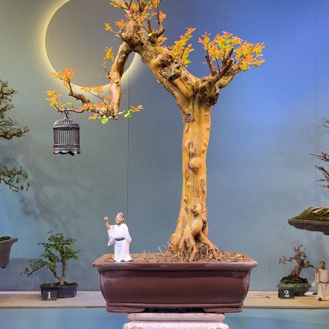 雯***叔无花朵红花紫薇一物一拍