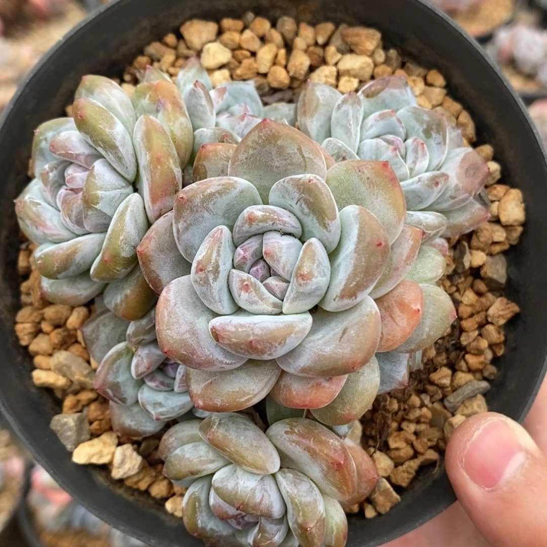 七头绿底紫心小肥包子