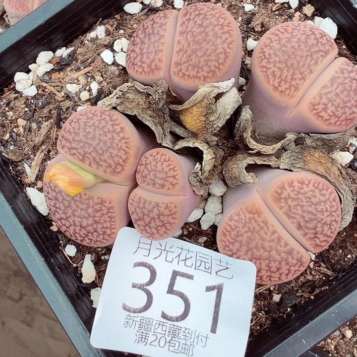 好了好呀这段太351