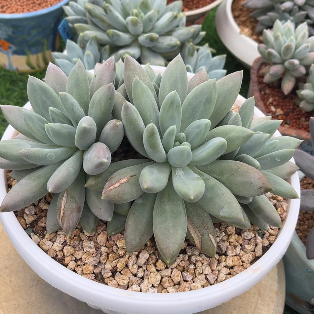 多肉植物哥特萝莉