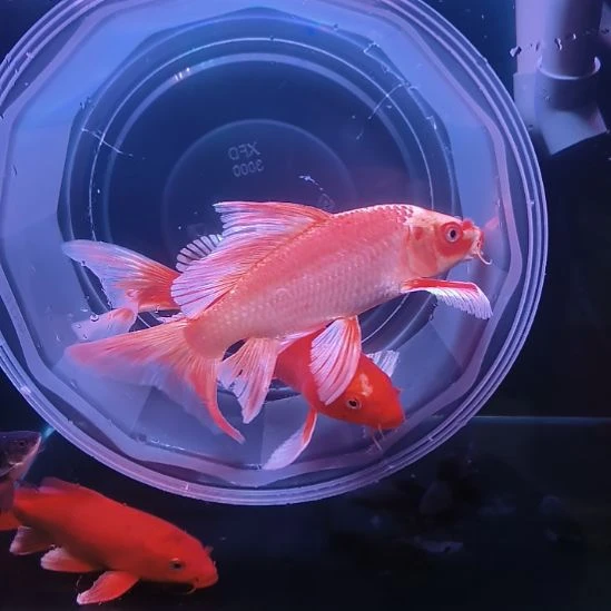 海水鱼红色普身蝴蝶鲤