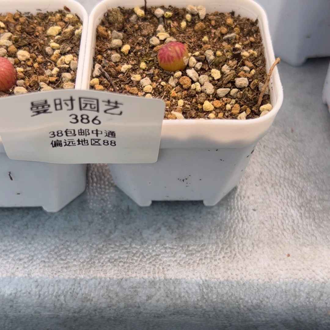 y****e2.9奶杂多肉植物386