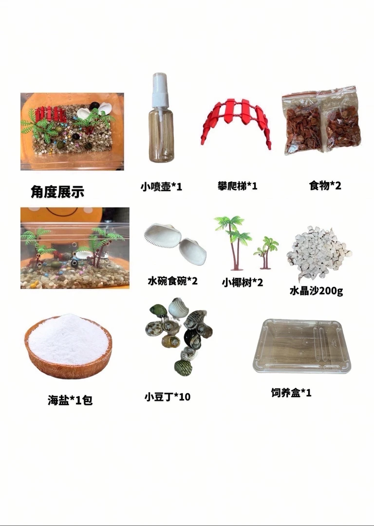 寄居蟹套盒小豆丁整套包含10只蟹包活10只